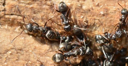 Réf. 324 322 : Formica selysi